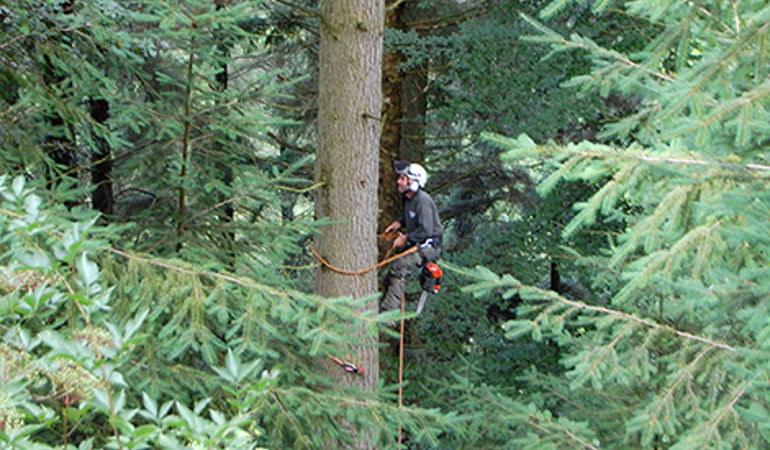 contractor climbing a tree in cwmcarn contractor climbing a tree in cwmcarn