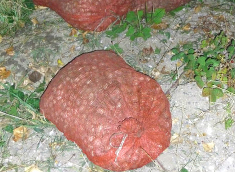Nets with illegally catch cockles. Nets with illegally catch cockles.