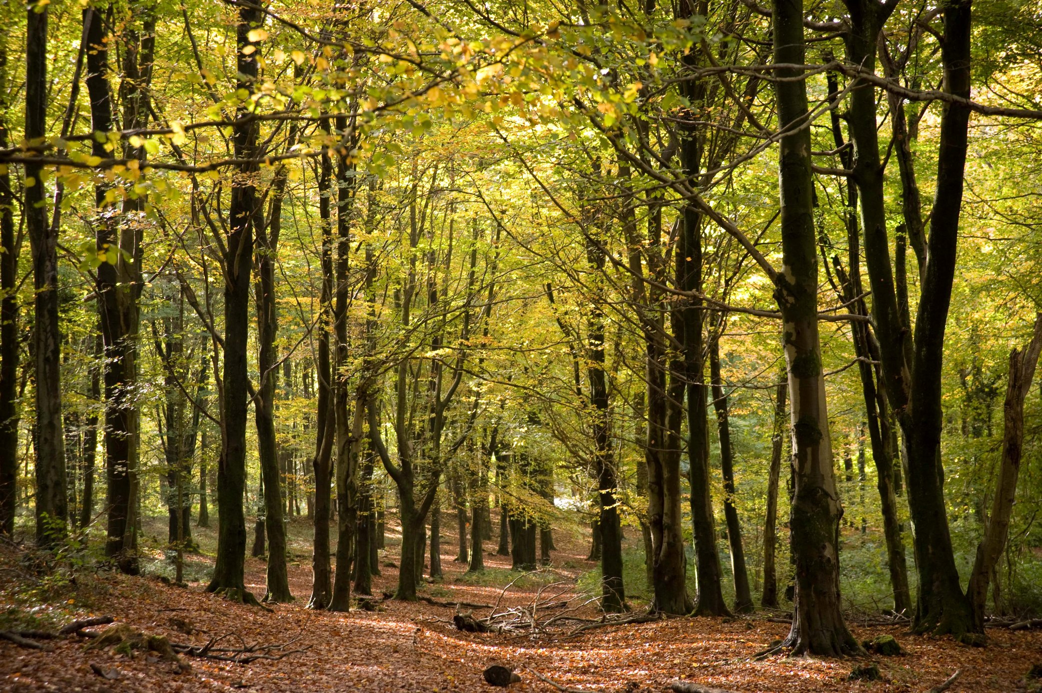 Natural Resources Wales / Fforest Fawr, near Caerphilly