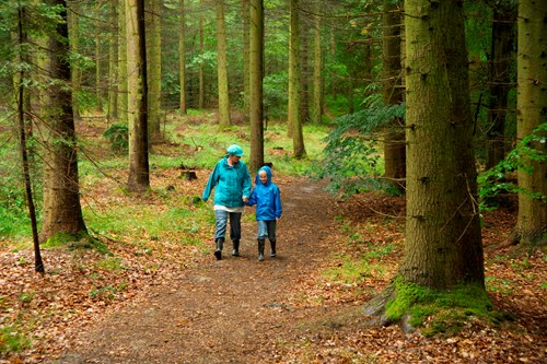 Natural Resources Wales / Radnor Forest - Nash Wood, near Presteigne