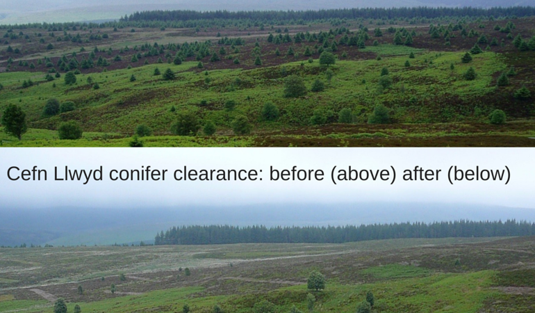 Cefn Llwyd Conifer Clearance- before and after pictures Cefn Llwyd Conifer Clearance- before and after pictures