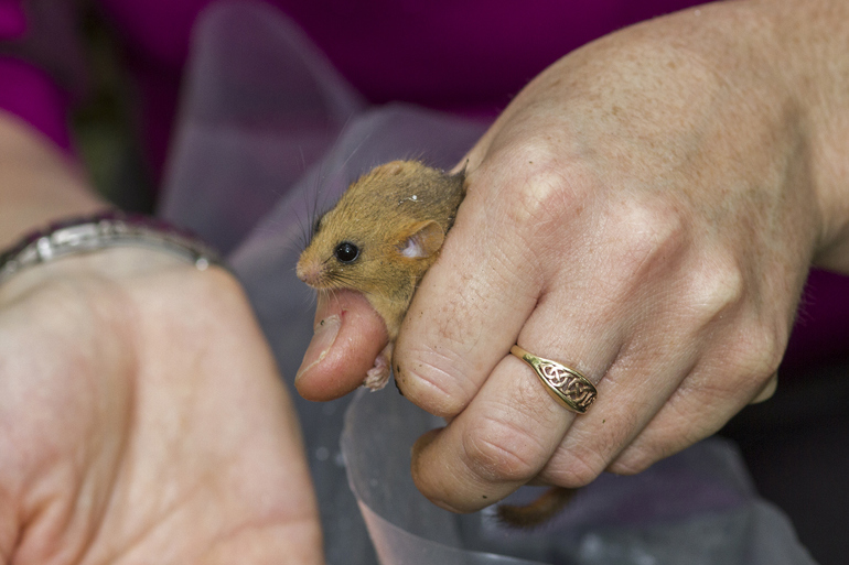 Woman holding a dormouse Woman holding a dormouse