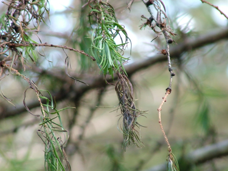 Tree branches show how healthy a tree is Tree branches show how healthy a tree is