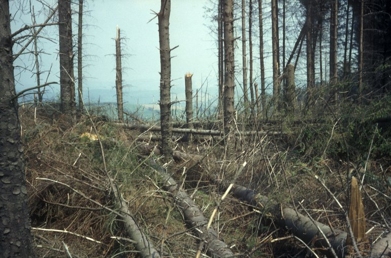 Trees that have been removed Trees that have been removed