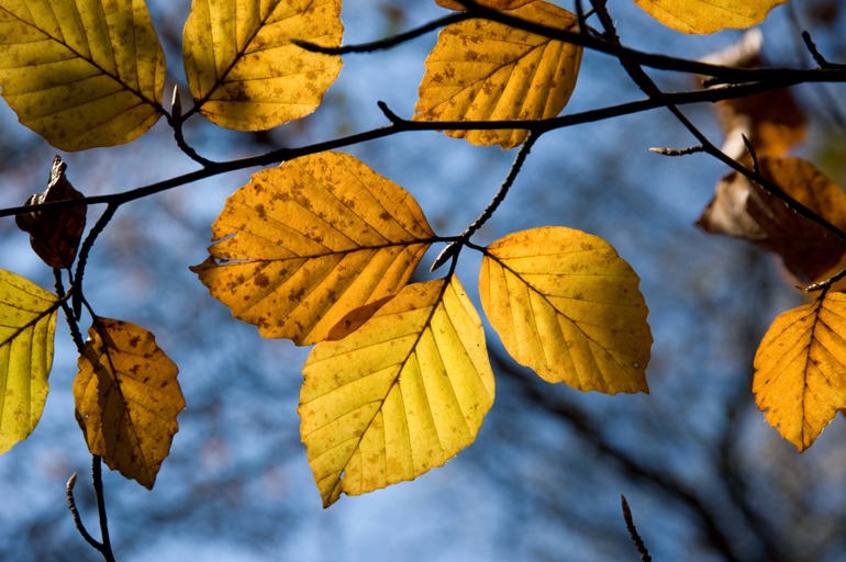 Yellow tree leaves Yellow tree leaves