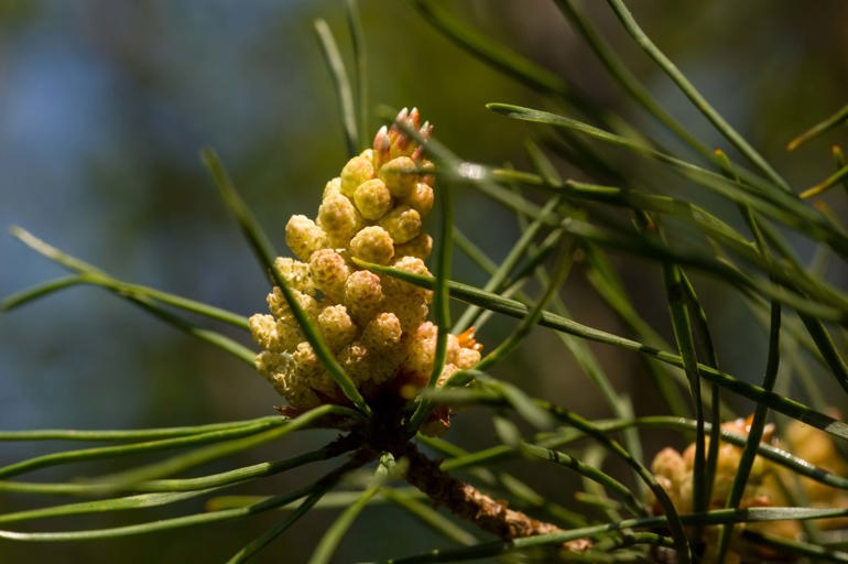 Pinus sylvestris flower Pinus sylvestris flower