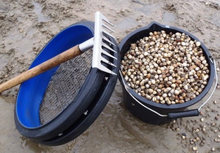 Cockling equipment next to a bucket filled with cockles Cockling equipment next to a bucket filled with cockles