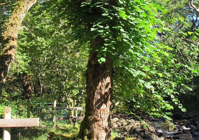 wych elm tree that is a host to a colony of the lichen wych elm tree that is a host to a colony of the lichen