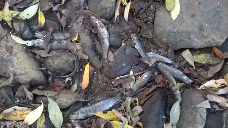 Dead fish that have been washed up onto the shore Dead fish that have been washed up onto the shore