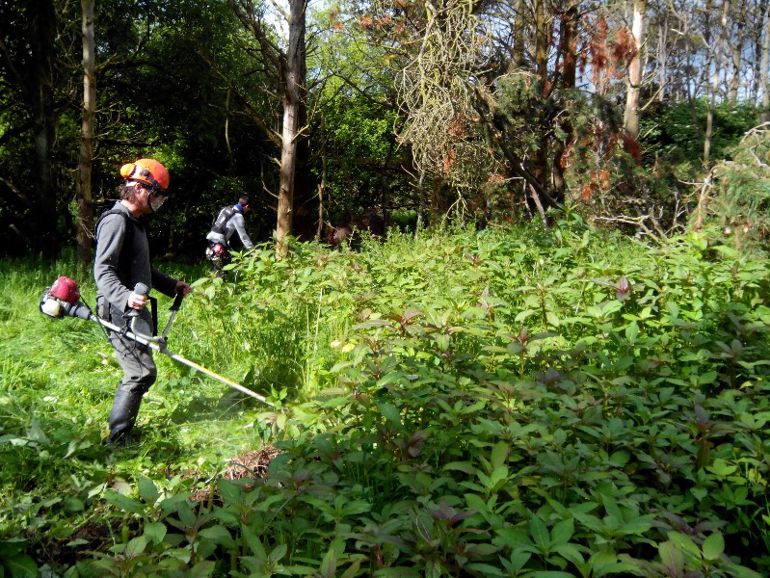 Man cutting Himalayan balsam Man cutting Himalayan balsam