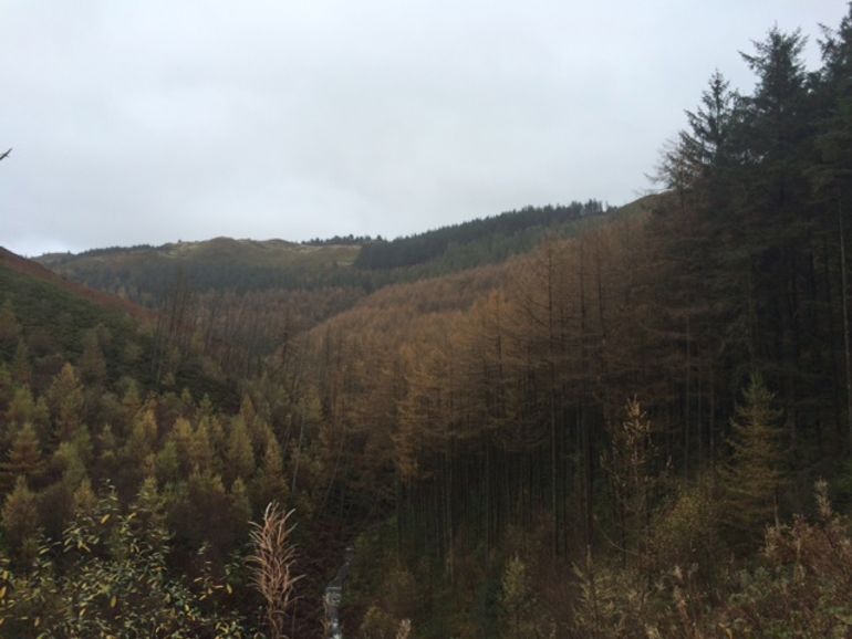 Golygfa o goedwig Nant yr Arian Golygfa o goedwig Nant yr Arian