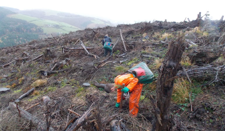 Man replanting trees on a hillside Man replanting trees on a hillside