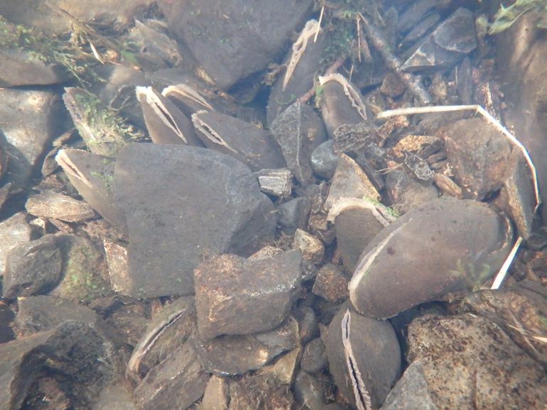 Freshwater Pearl Mussel Freshwater Pearl Mussel