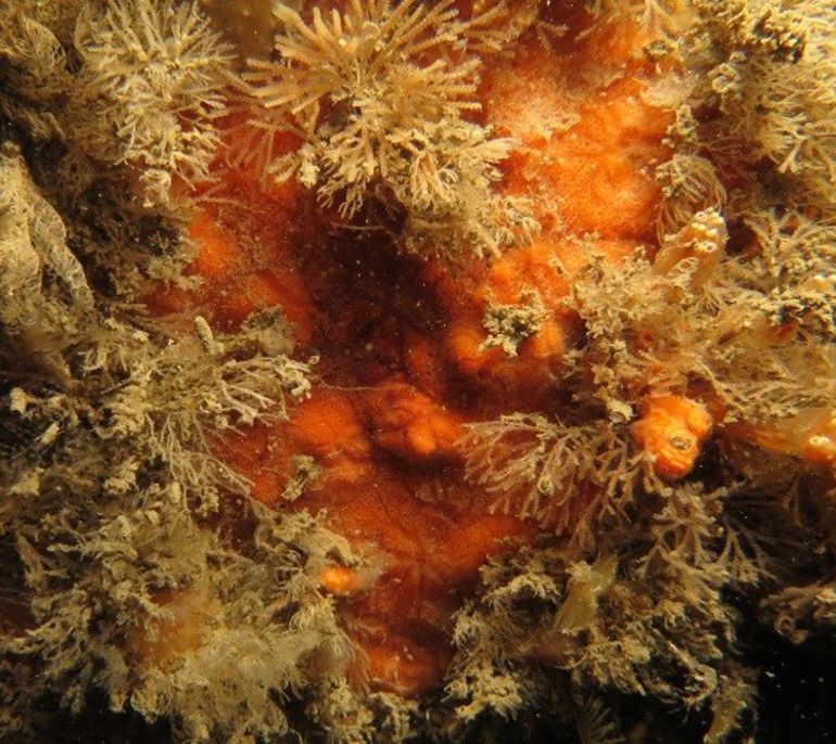 microciona microciona