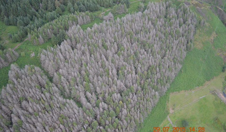 Phytophthora ramorum o'r awyr 1 – Llarwydd wedi marw oherwydd Phytophthora a welir yng nghanopi'r goedwig © CNC Sam Milner Phytophthora ramorum o'r awyr 1 – Llarwydd wedi marw oherwydd Phytophthora a welir yng nghanopi'r goedwig © CNC Sam Milner