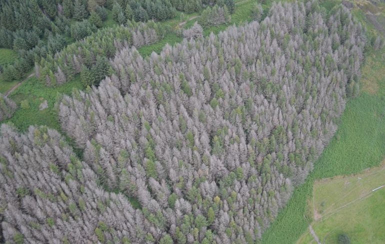 Aerial view of trees affected by Phytophthora Aerial view of trees affected by Phytophthora