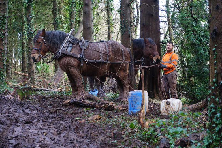 Man standing next to two horses Man standing next to two horses