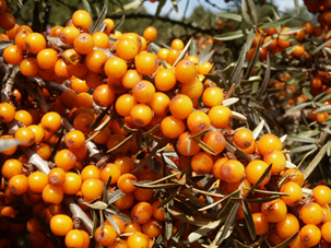 sea buckthorn at merthyr mawr