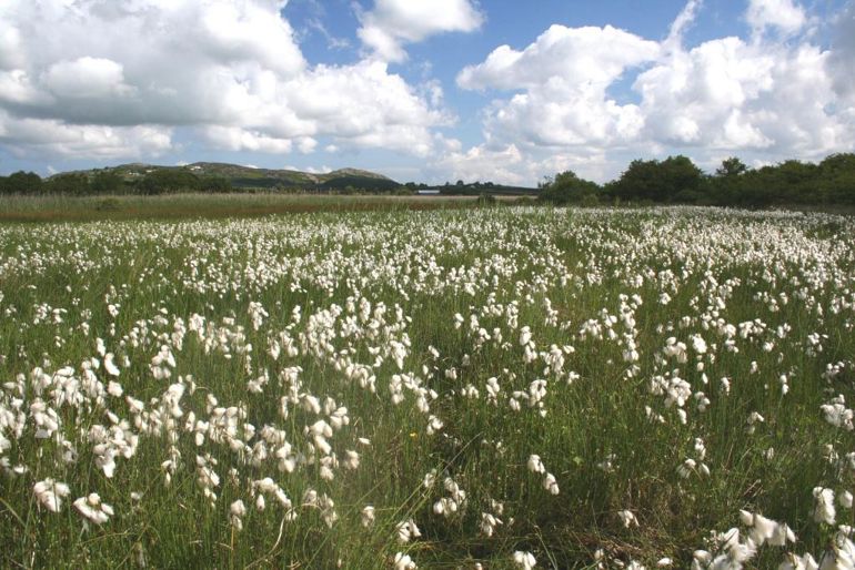 Eriophorum angustifolium at Tal y Llyn Eriophorum angustifolium at Tal y Llyn