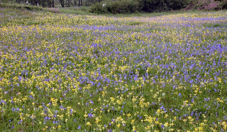 Top Ten Spring Walks 2016 Top Ten Spring Walks 2016