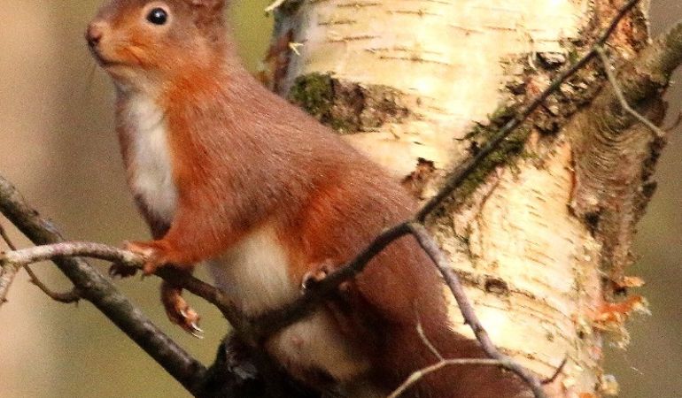 red squirrel on a tree red squirrel on a tree