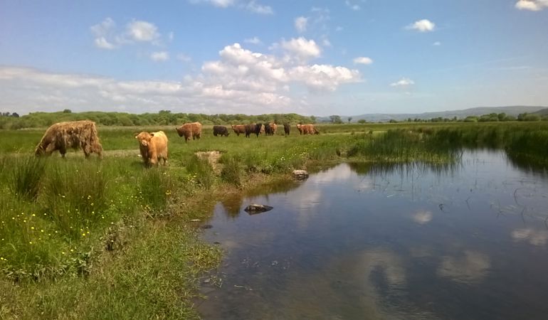 Cattle grazing by Cors Caron bog Cattle grazing by Cors Caron bog