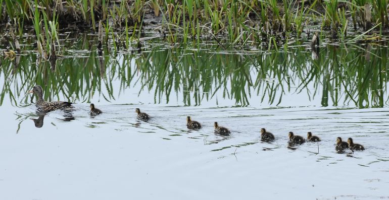 nine ducklings swimming behind a duck with a green reed bed in the distance nine ducklings swimming behind a duck with a green reed bed in the distance