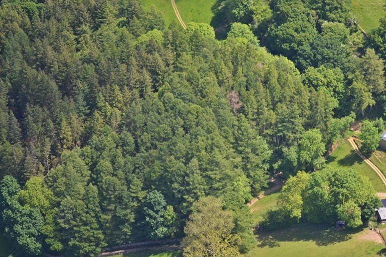 Aerial view of a group of trees Aerial view of a group of trees