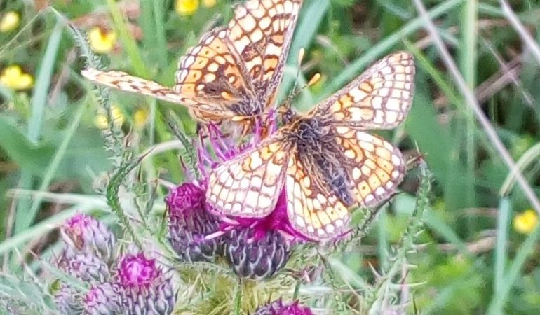 Butterflies sat on a purple flower Butterflies sat on a purple flower