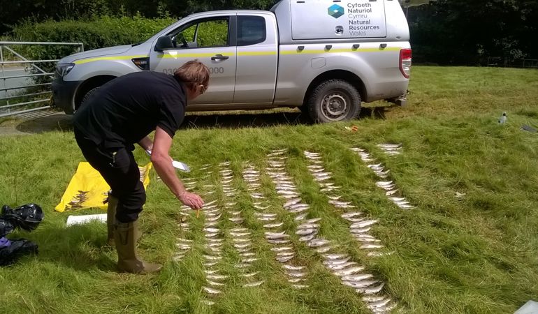 rows of dead fish laid on the grass after pollution incident, person counting the fish. NRW van in the background rows of dead fish laid on the grass after pollution incident, person counting the fish. NRW van in the background