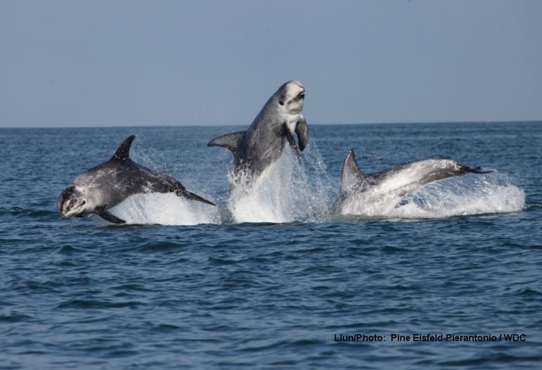 Three Risso dolphins jumping out of the water Three Risso dolphins jumping out of the water
