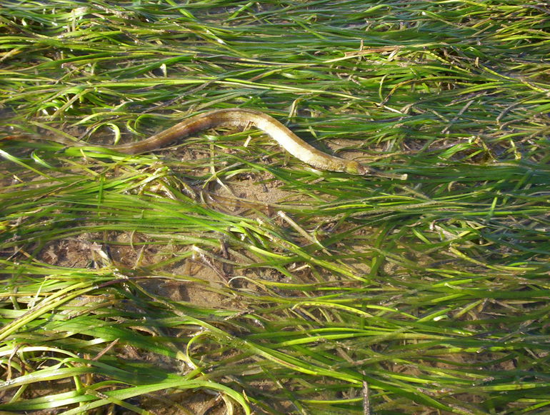 Seagrass bed at Porth Dinllaen with a Zostera pipefish Seagrass bed at Porth Dinllaen with a Zostera pipefish