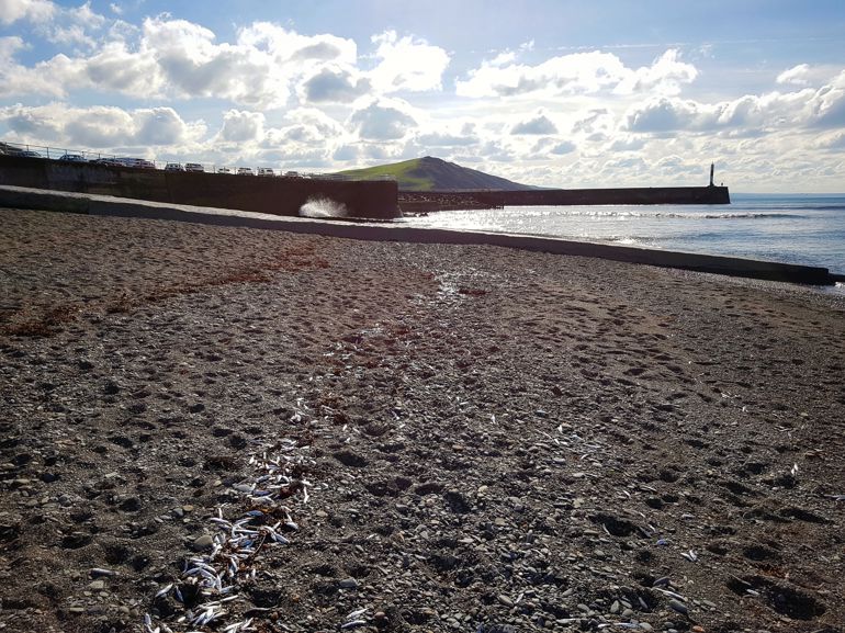 pysgod meirw ar draeth Aberystwyth pysgod meirw ar draeth Aberystwyth