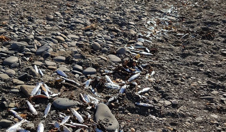 dead sprats at Aberystwyth dead sprats at Aberystwyth