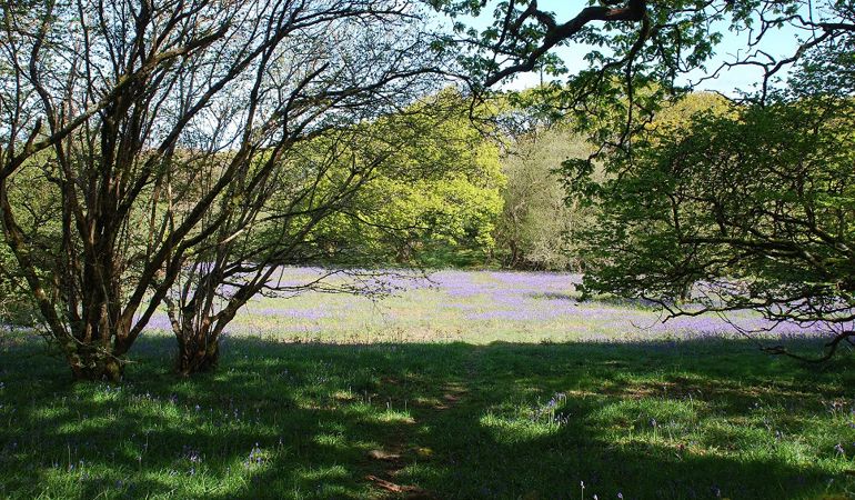 a field of bluebells surrounded by trees a field of bluebells surrounded by trees
