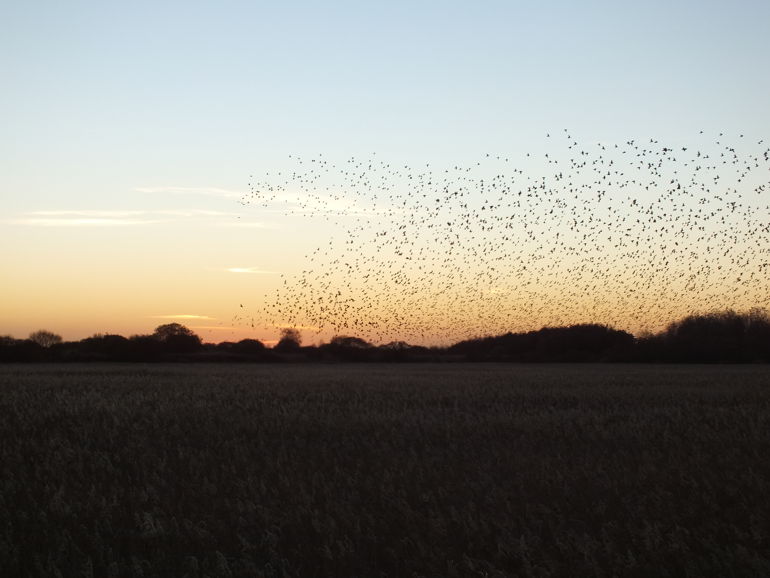 Shape in the sky made by Starlings Shape in the sky made by Starlings