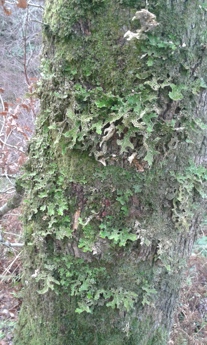 Loberia pulmoneria on Oak tree in Coedydd Aber