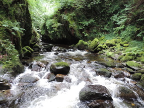 Coedydd Aber Woodland Coedydd Aber