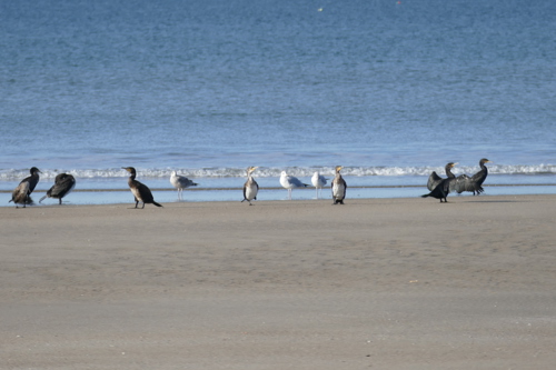 Estuary