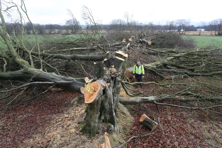 Image of trees that have been illegal felled Image of trees that have been illegal felled
