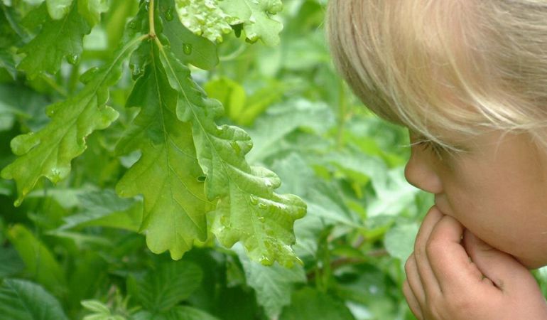 child looking at oak leaves child looking at oak leaves