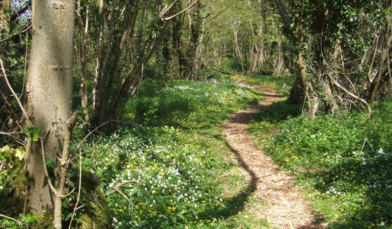 Penhow Woodlands NNR Penhow Woodlands NNR