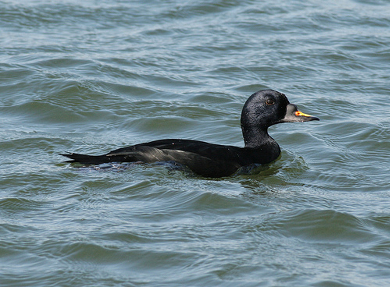male comsco in the sea male comsco in the sea