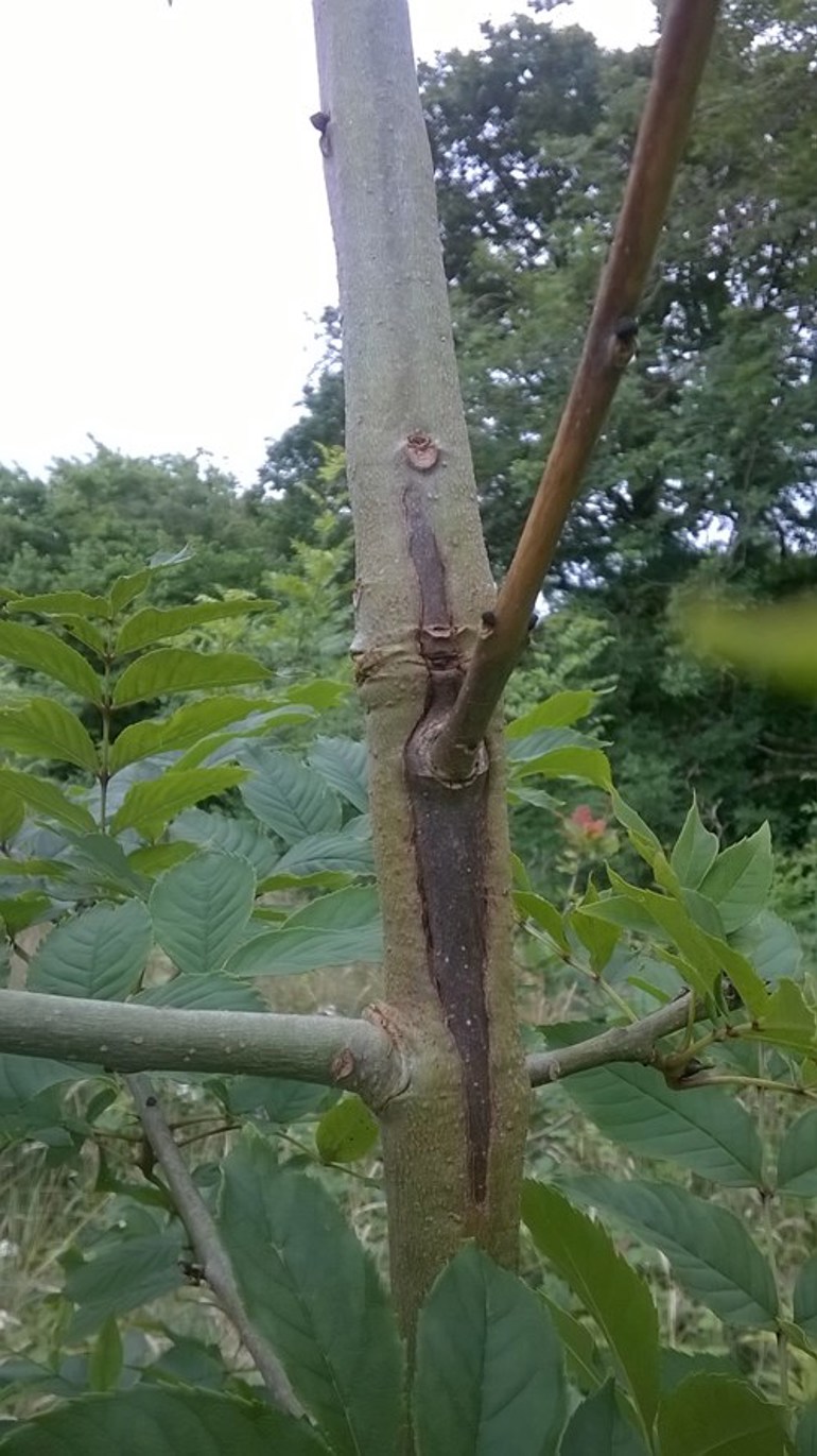 Chalara, characteristic lesion on young ash tree © NRW/Sam Milner Chalara, characteristic lesion on young ash tree © NRW/Sam Milner