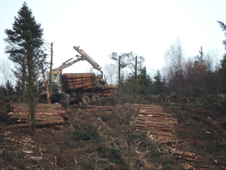 Tree logger collect trees that have been felled Tree logger collect trees that have been felled