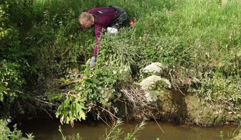 Adrian Moore inspecting the Giant Hogweed in the Afon Soch Adrian Moore inspecting the Giant Hogweed in the Afon Soch