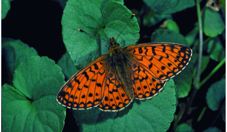 Image of a copper butterfly at Newborough Image of a copper butterfly at Newborough