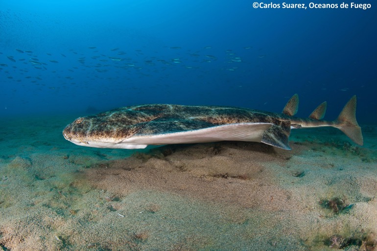 Angelshark © Carlos Suarez, Oceanos de Fuego Angelshark © Carlos Suarez, Oceanos de Fuego