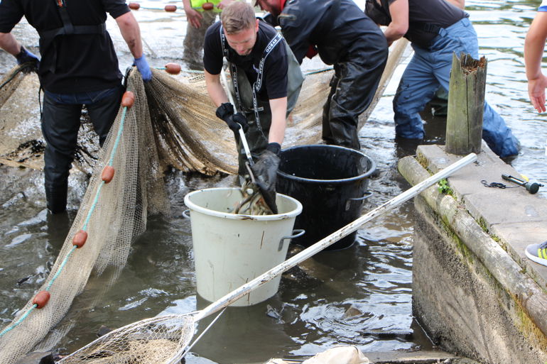 NRW with Newport City Council and local angling clubs to save fish at Fourteen Locks NRW with Newport City Council and local angling clubs to save fish at Fourteen Locks