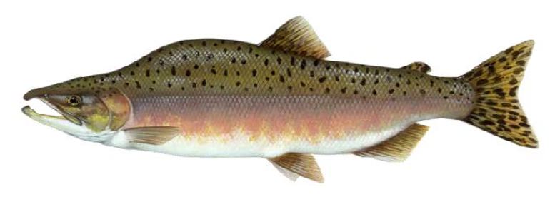 salmon pinc hen oed salmon pinc hen oed